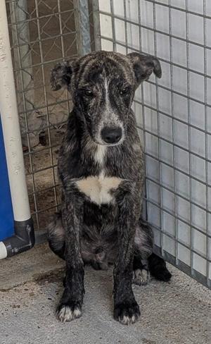 A brindle colored dog with a white chest patch sitting inside a wire enclosure.