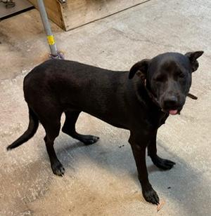 MELON, Labrador Retriever Mix, young, available for adoption