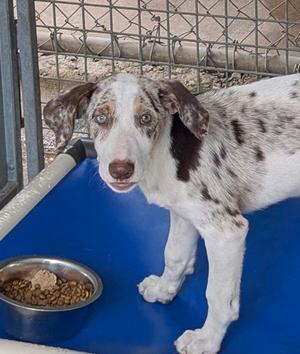 MADISON, Catahoula Leopard Hound Mix, available for adoption