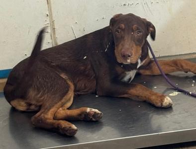 AJAX, Golden Retriever Mix, young, available for adoption