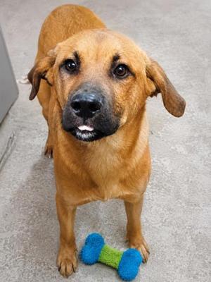 DOUG, Black Mouth Cur Mix, young, available for adoption