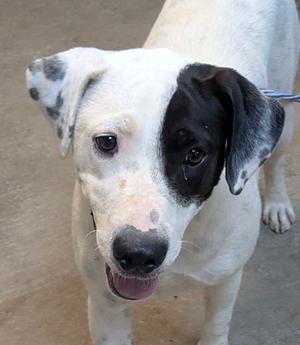MILEY, Labrador Retriever Mix, available for adoption