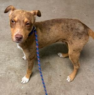 A brown and white speckled dog with floppy ears and a blue and red leash stands on a concrete floor.