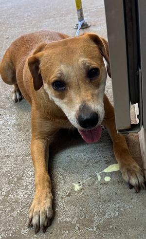 ATHENA, Labrador Retriever Mix, adult, available for adoption