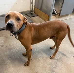 FRISCO, American Pit Bull Terrier Mix, senior, available for adoption