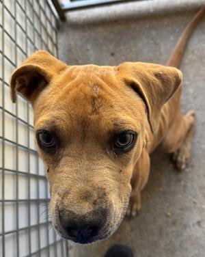 DAISY, American Pit Bull Terrier Mix, adult, available for adoption