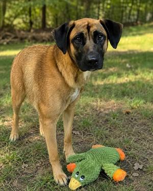 A brown and black dog standing on grass with a green and orange toy duck in front of it.