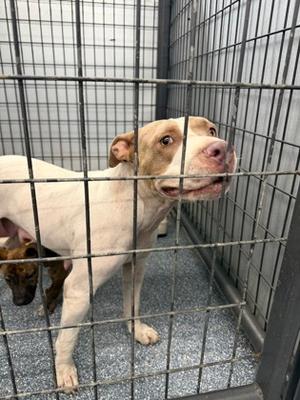 BELLA, Mixed Breed, available for adoption