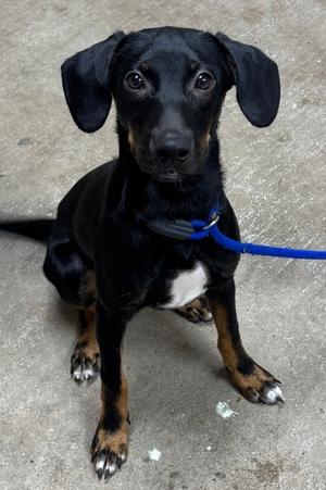 CANNOLI, Hound Mix, young, available for adoption