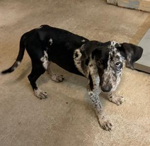 KONA, Catahoula Leopard Hound Mix, puppy, available for adoption