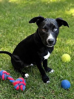 CLOVER, Labrador Retriever Mix, young, available for adoption