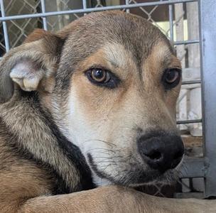 A close-up of a dog with brown and black fur, resting its head on its paws, behind a metal fence.