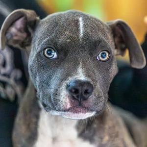Bueller, Mixed Breed (Medium), available for adoption