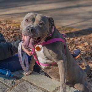 Cora (I Have a Secret Crush!), Mixed Breed (Large), senior, available for adoption