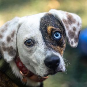 Funfetti, Mixed Breed (Medium), young, available for adoption