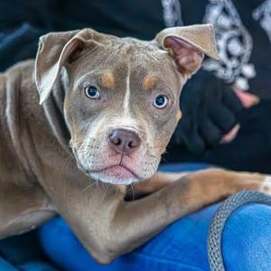 CoCo, Mixed Breed (Medium), available for adoption
