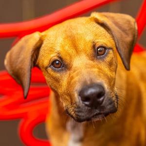 Airwolf, Mixed Breed (Medium), available for adoption