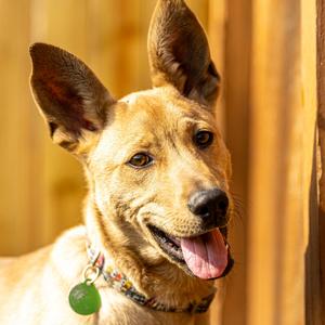 Brain Storm, Mixed Breed (Large), young, available for adoption
