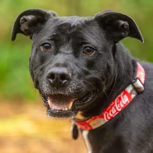 Blackberry, Mixed Breed (Medium), adult, available for adoption