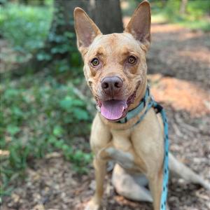 Bunty (I have a Secret Crush!), Terrier, senior, available for adoption