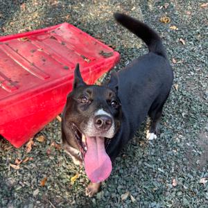 C.C., Mixed Breed (Medium), young, available for adoption