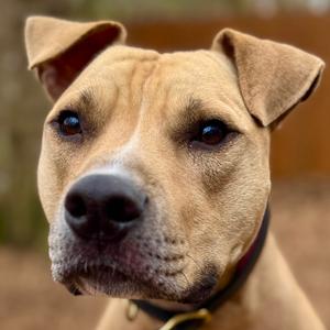 Flap Jack, Mixed Breed (Medium), adult, available for adoption