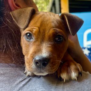 Bolin, Mixed Breed (Medium), available for adoption
