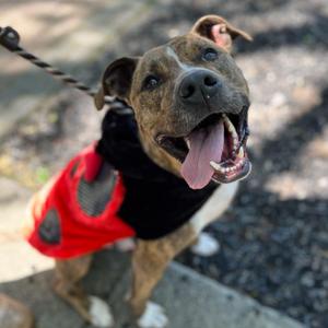 Flip Flop (I Have a Secret Crush!), Terrier, senior, available for adoption