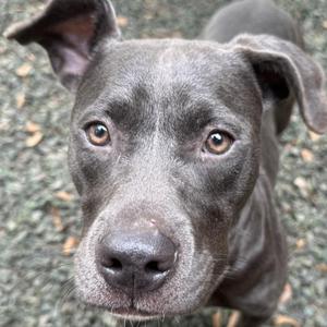 Brienne, Mixed Breed (Medium), adult, available for adoption