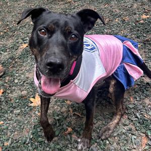 Charlotte (I Have a Secret Crush!), Mixed Breed (Large), senior, available for adoption