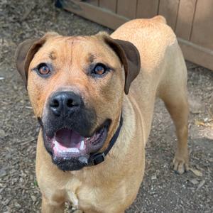 A medium-sized, tan-colored dog with dark brown ears and dark eyes looks directly at the camera with its mouth open and tongue slightly out. The dog is wearing a black collar and is standing outdoors on a surface of dirt and small stones, with a wooden fence in the background.