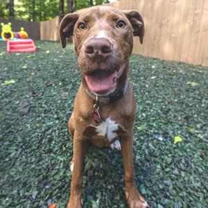 A brown pitbull-type dog sitting outdoors on a surface of green mulch, looking directly at the camera with its mouth open and tongue out.