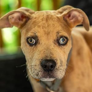 Cheetah, Mixed Breed (Medium), available for adoption