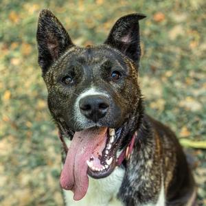 A brindle pit bull mix dog with its tongue hanging out, panting happily, with a blurred background of leaves.