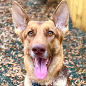 Elsie, Shepherd, adult, available for adoption