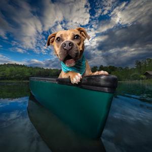 Goldfish, Terrier, adult, available for adoption