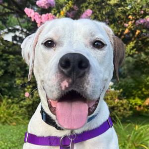 Cable (I have a Secret Crush!), Mixed Breed (Large), adult, available for adoption