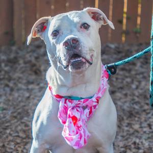 A white dog wearing a pink floral scarf.