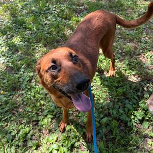 Faith Evans, Mixed Breed (Large), adult, available for adoption