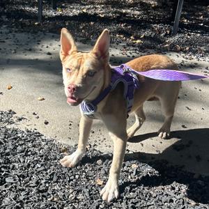 Dandelion, Mixed Breed (Medium), young, available for adoption
