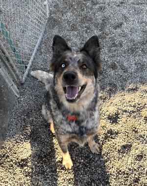 A blue heeler dog with a speckled coat, wearing a red collar, sitting on a gravel surface and looking up with its mouth open.