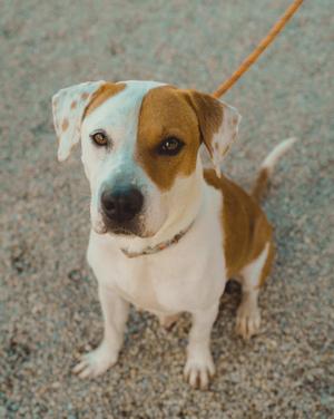A brown and white dog sitting on a gravel surface, looking up at the camera with a leash attached to its collar.
