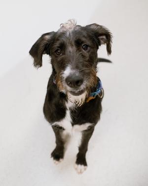 A black and white dog with a blue collar looking up at the camera.