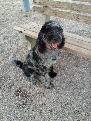 A black and white speckled dog sitting on a gravel surface next to a wooden bench, with its mouth open and tongue out.