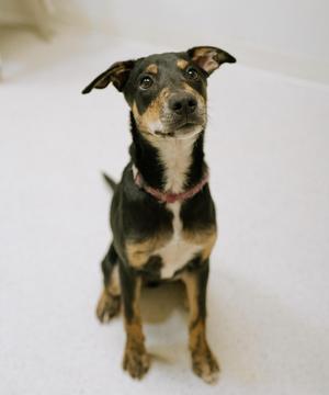 Bandit, Australian Cattle Dog / Blue Heeler, puppy, available for adoption