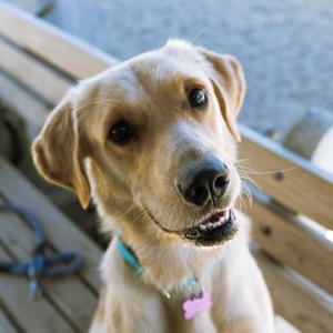 Jackson, Yellow Labrador Retriever, young, available for adoption