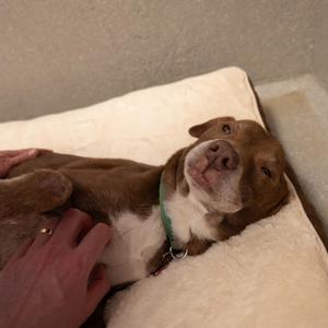 Casey, Terrier / Hound, senior, available for adoption