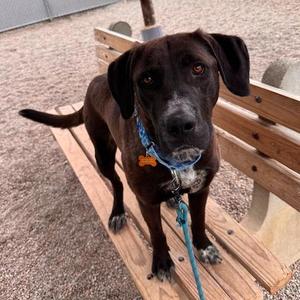 Tawny, Labrador Retriever, young, available for adoption
