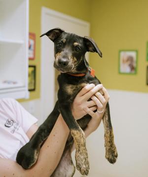 A black and brown puppy with floppy ears being held by a person in a white shirt. The background shows a yellow wall with framed pictures.
