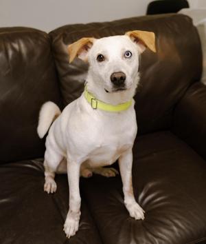 Frankie, Labrador Retriever, young, available for adoption